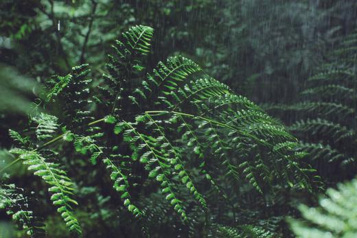 SKIN 101: WHY FERN WILL BE THE NEW POWERHOUSE IN YOUR ROUTINE